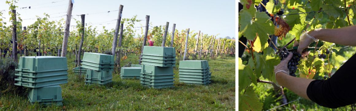 Trauben schonend ernten mit Transoplast Behltern - Transoplastshop